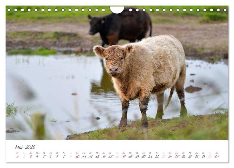 Produktbild: Geltinger Birk (Wandkalender 2026 DIN A4 quer), CALVENDO Monatskalender