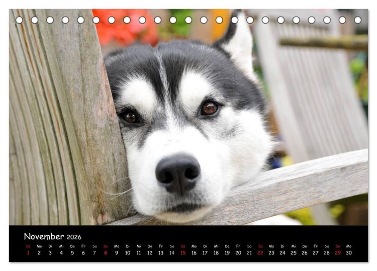Produktbild: Huskys - Traumhunde (Tischkalender 2026 DIN A5 quer), CALVENDO Monatskalender