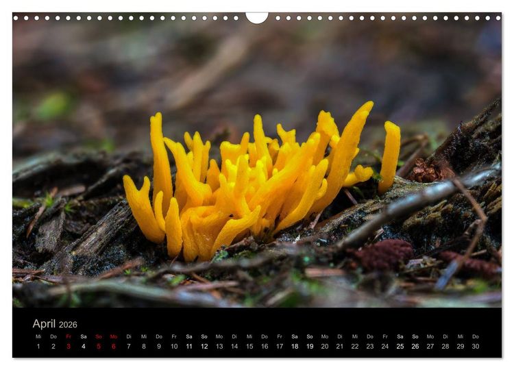 Produktbild: PILZE IM FOKUS 2026 (Wandkalender 2026 DIN A3 quer), CALVENDO Monatskalender
