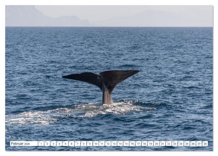 Produktbild: Lofoten Vester&aring;len (Tischkalender 2026 DIN A5 quer), CALVENDO Monatskalender
