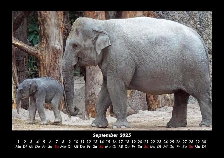 Produktbild: Tiere in der Wildnis 2025 Fotokalender DIN A3