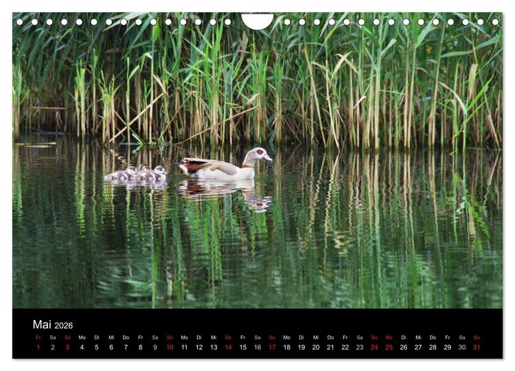Produktbild: Welt der Tiere (Wandkalender 2026 DIN A4 quer), CALVENDO Monatskalender