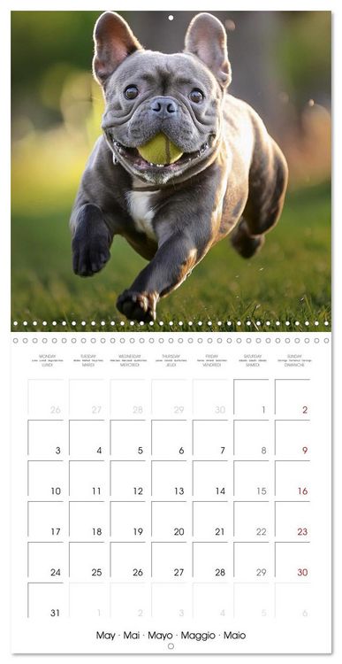 Produktbild: French Bulldogs in play frenzy (Wall Calendar 2027 12 &times; 12 Inch) CALVENDO 12 Month Wall Calendar