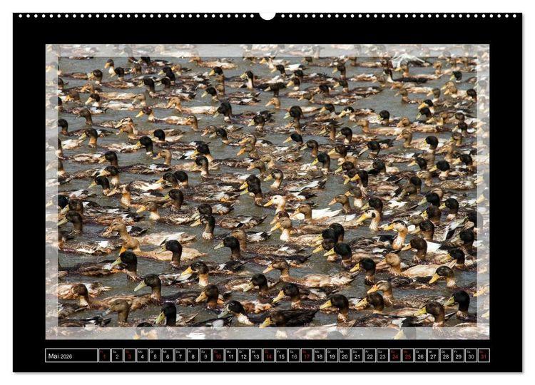 Produktbild: Kerala - Impressionen aus S&uuml;dindien (Wandkalender 2026 DIN A2 quer), CALVENDO Monatskalender