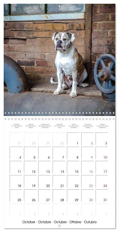 Produktbild: City dogs in the landscape park (Wall Calendar 2027 12 &times; 12 Inch) CALVENDO 12 Month Wall Calendar