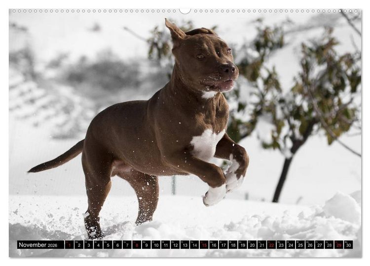 Produktbild: Pit Bull und Co. - Geliebt, gef&uuml;rchtet, missverstanden (hochwertiger Premium Wandkalender 2026 DIN A2 quer), Kunstdruck in Hochglanz