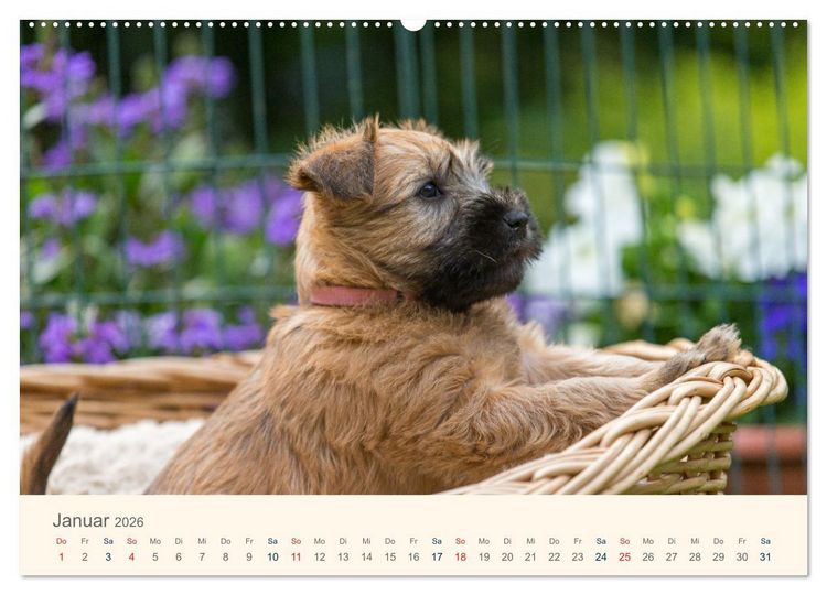 Produktbild: IRISH SOFT COATED WHEATEN TERRIER WELPEN 2026 (Wandkalender 2026 DIN A2 quer), CALVENDO Monatskalender