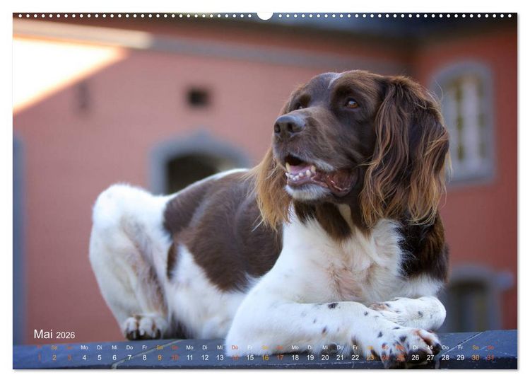 Produktbild: Faszination Jagdhund - Kleiner M&uuml;nsterl&auml;nder (Wandkalender 2026 DIN A2 quer), CALVENDO Monatskalender