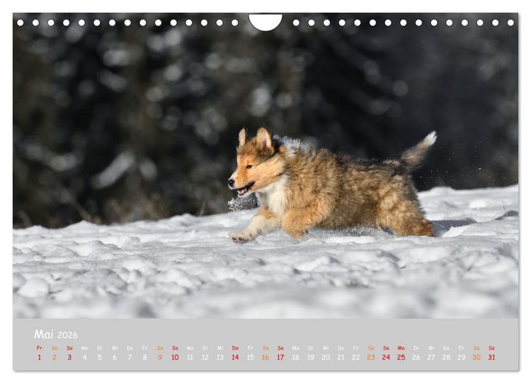Produktbild: Collie Welpen im Schnee (Wandkalender 2026 DIN A4 quer), CALVENDO Monatskalender