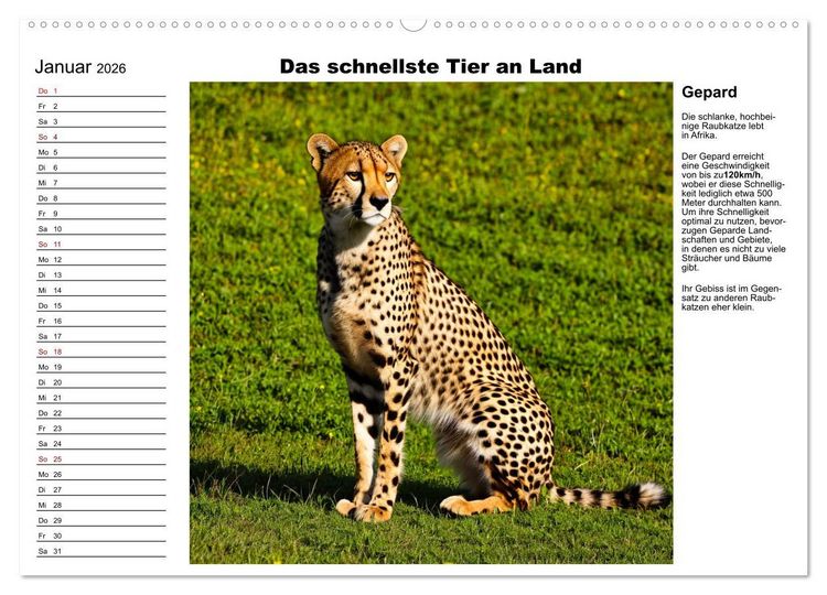 Produktbild: Tierische Rekorde (Wandkalender 2026 DIN A2 quer), CALVENDO Monatskalender