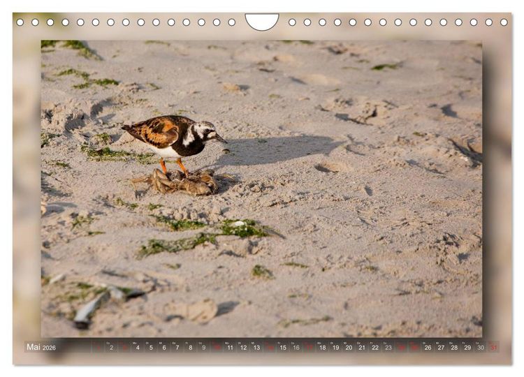 Produktbild: Baltrum - Ein Tag am Strand (Wandkalender 2026 DIN A4 quer), CALVENDO Monatskalender