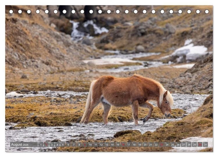 Produktbild: Islandpferde - Reise in ihre wilde Heimat (Tischkalender 2026 DIN A5 quer), CALVENDO Monatskalender