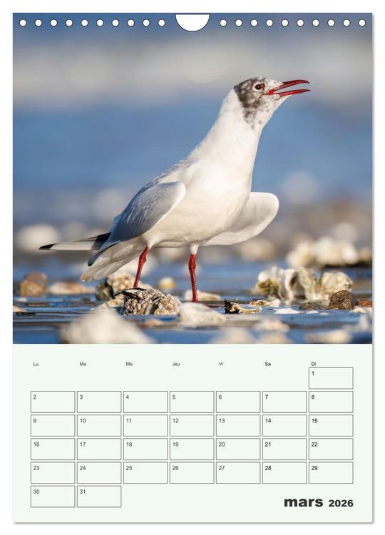 Produktbild: Voyage ornithologique (Calendrier mural 2026 DIN A4 horizontal), CALVENDO calendrier mensuel