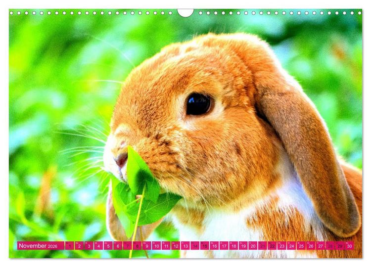 Produktbild: Kaninchen. Putzig, flauschig und geliebt (Wandkalender 2026 DIN A3 quer), CALVENDO Monatskalender