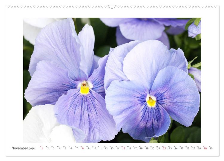 Produktbild: Veilchengew&auml;chse - Stiefm&uuml;tterchen und Hornveilchen (Wandkalender 2026 DIN A2 quer), CALVENDO Monatskalender