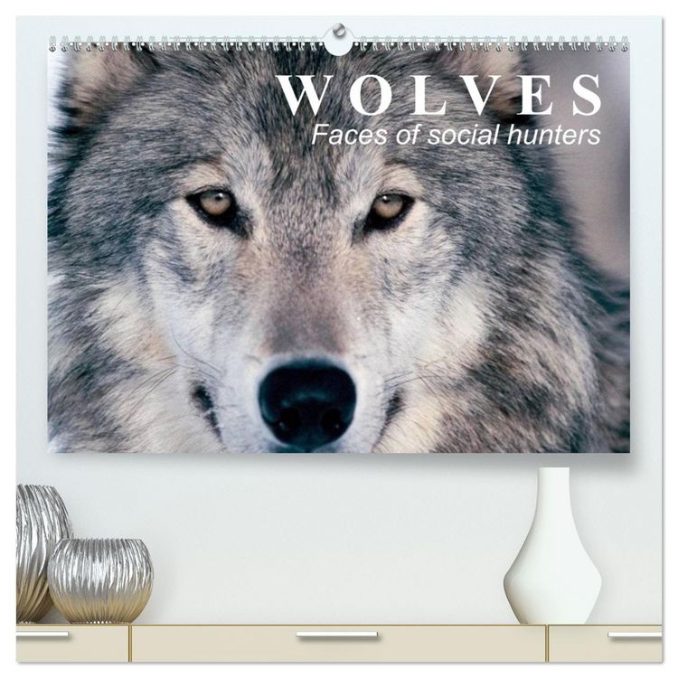 Produktbild: Wolves &bull; Faces of social hunters (High Quality Premium Wall Calendar 2026 DIN A2 landscape),CALVENDO 12 Month Wall Calendar