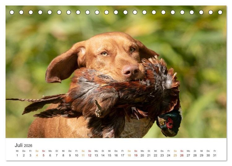 Produktbild: Treue Jagdgef&auml;hrten - Jagdhunderassen im Portrait (Tischkalender 2026 DIN A5 quer), CALVENDO Monatskalender