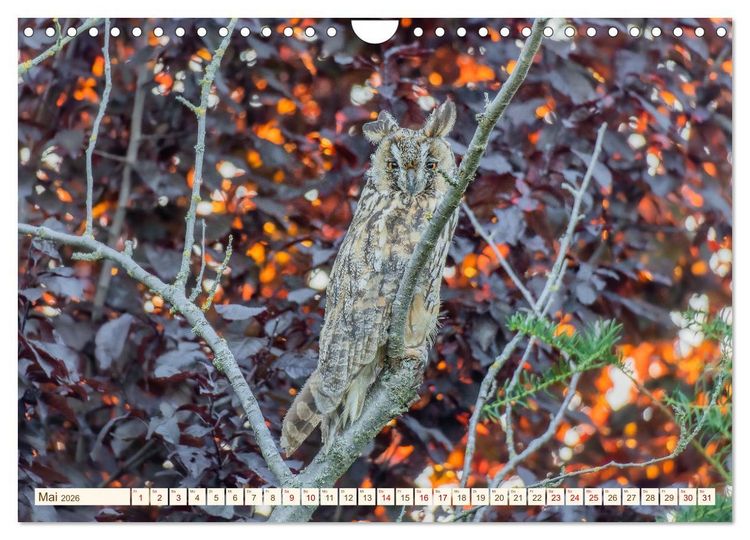 Produktbild: Eulen in Franken (Wandkalender 2026 DIN A4 quer), CALVENDO Monatskalender
