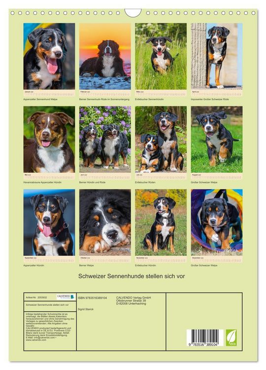 Produktbild: Schweizer Sennenhunde stellen sich vor (Wandkalender 2026 DIN A3 hoch), CALVENDO Monatskalender