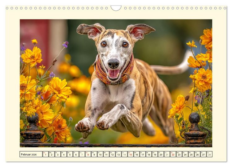 Produktbild: Whippet Wunder. Grazile Hunde mit sanfter Kraft und feiner Seele (Wandkalender 2026 DIN A3 quer), CALVENDO Monatskalender