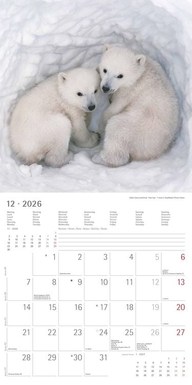 Produktbild: Tierbabys 2026 - Broschürenkalender 30x30 cm (30x60 geöffnet) - Kalender mit Platz für Notizen - Baby Animals - Bildkalender - Wandplaner - Alpha Edit