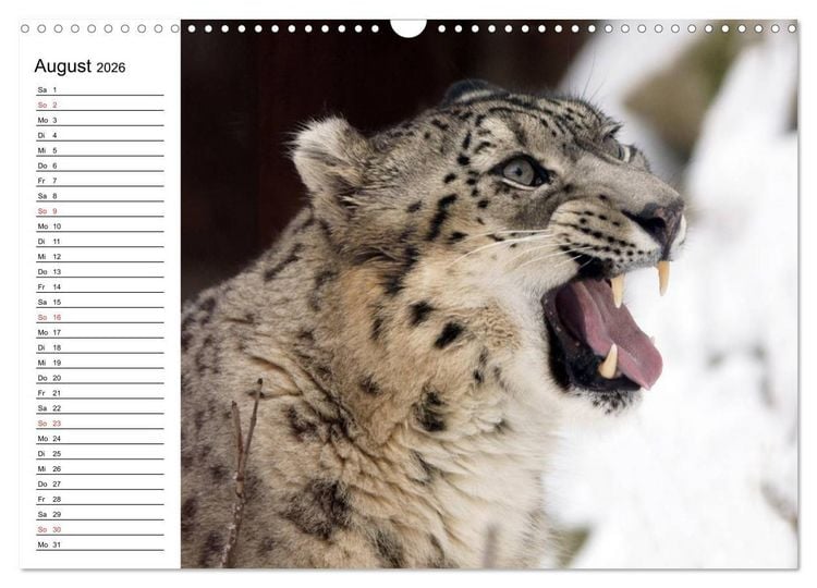 Produktbild: Leoparden. Elegante J&auml;ger (Wandkalender 2026 DIN A3 quer), CALVENDO Monatskalender
