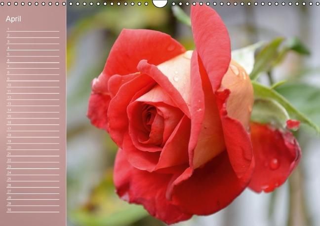 Produktbild: Zarte Sch&ouml;nheiten - Rosen (Wandkalender immerw&auml;hrend DIN A3 quer)