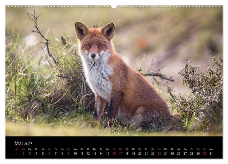 Produktbild: Rotf&uuml;chse (hochwertiger Premium Wandkalender 2027 DIN A2 quer), Kunstdruck in Hochglanz