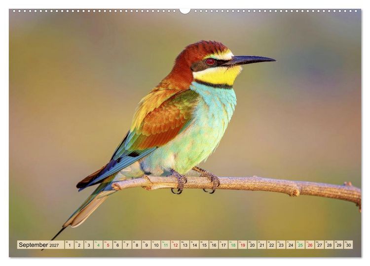 Produktbild: Die buntesten Tiere - Weltweit (Wandkalender 2027 DIN A2 quer), CALVENDO Monatskalender