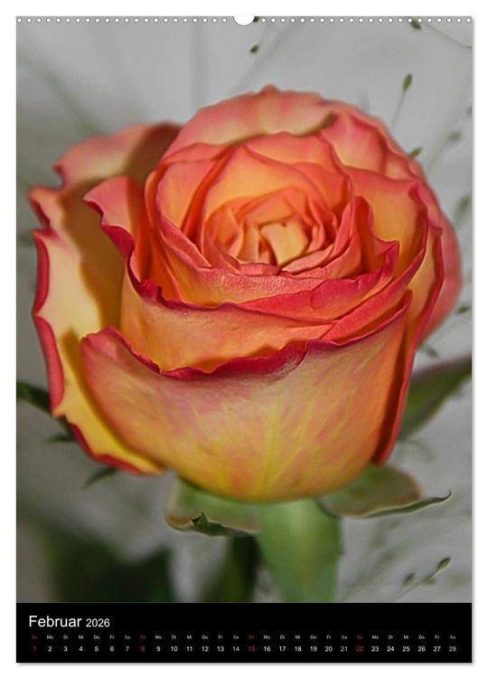 Produktbild: Zauberhafte Rosen (hochwertiger Premium Wandkalender 2026 DIN A2 hoch), Kunstdruck in Hochglanz