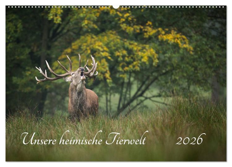 Produktbild: Unsere heimische Tierwelt (Wandkalender 2026 DIN A2 quer), CALVENDO Monatskalender