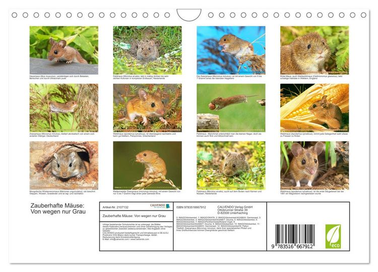 Produktbild: Zauberhafte M&auml;use: Von wegen nur Grau (Wandkalender 2026 DIN A4 quer), CALVENDO Monatskalender