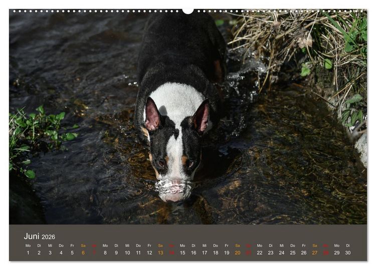 Produktbild: Bullterrier, liebenswerte Sturk&ouml;pfe (hochwertiger Premium Wandkalender 2026 DIN A2 quer), Kunstdruck in Hochglanz