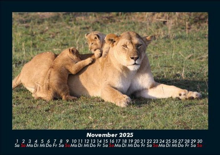 Produktbild: L&ouml;wen in der Wildnis 2025 Fotokalender DIN A5