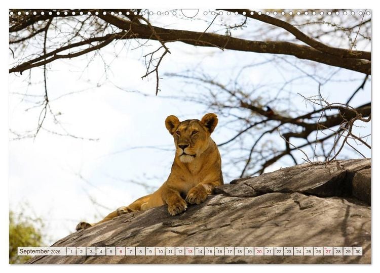 Produktbild: Tansania - Durch die Nationalparks Ostafrikas (Wandkalender 2026 DIN A3 quer), CALVENDO Monatskalender