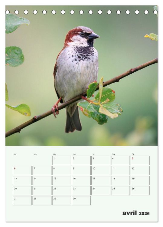 Produktbild: Voyage ornithologique (Calendrier de bureau 2026 DIN A5 horizontal), CALVENDO calendrier mensuel