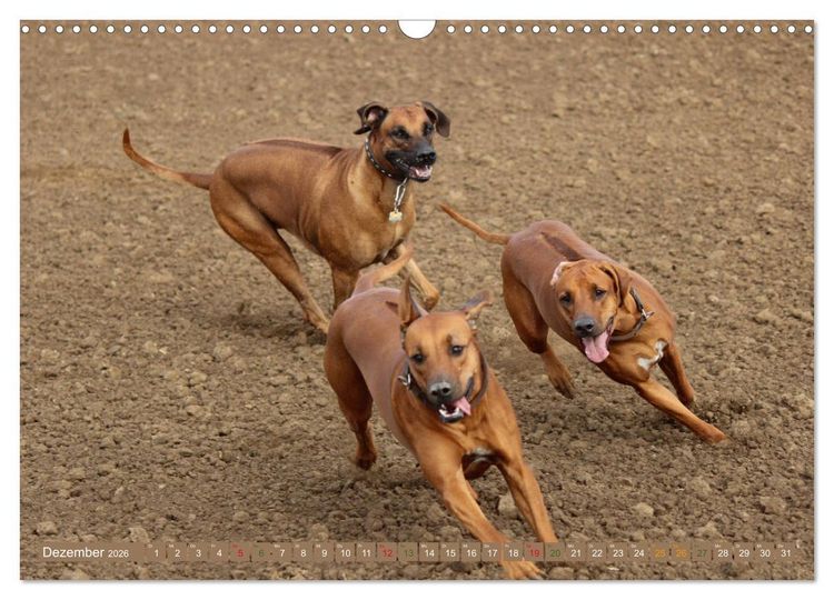 Produktbild: Rhodesian Ridgeback - eine Liebe f&uuml;rs Leben (Wandkalender 2026 DIN A3 quer), CALVENDO Monatskalender
