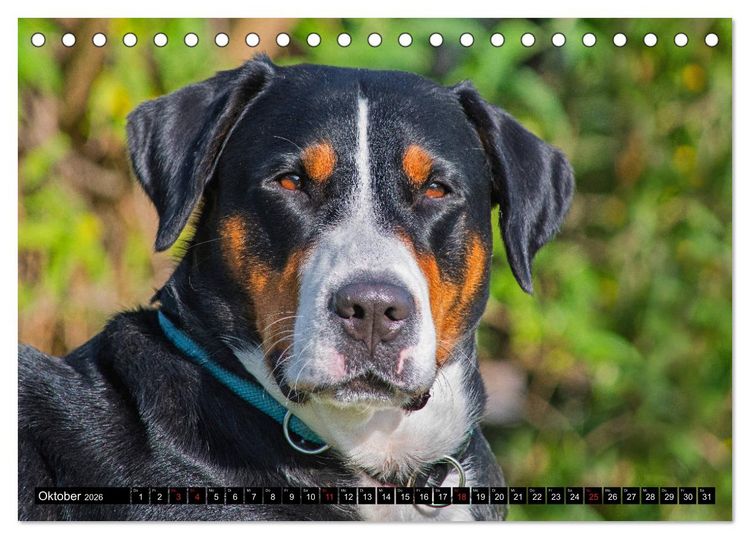 Produktbild: Ein Hund zum Verlieben - Gro&szlig;er Schweizer Sennenhund (Tischkalender 2026 DIN A5 quer), CALVENDO Monatskalender