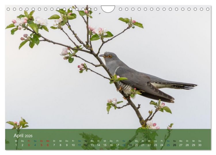 Produktbild: Kuckuck,Kuckuck,rufts aus dem Wald (Wandkalender 2026 DIN A4 quer), CALVENDO Monatskalender