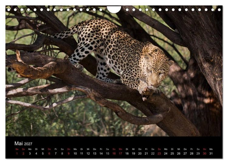 Produktbild: Afrikas Raubkatzen (Wandkalender 2027 DIN A4 quer), CALVENDO Monatskalender
