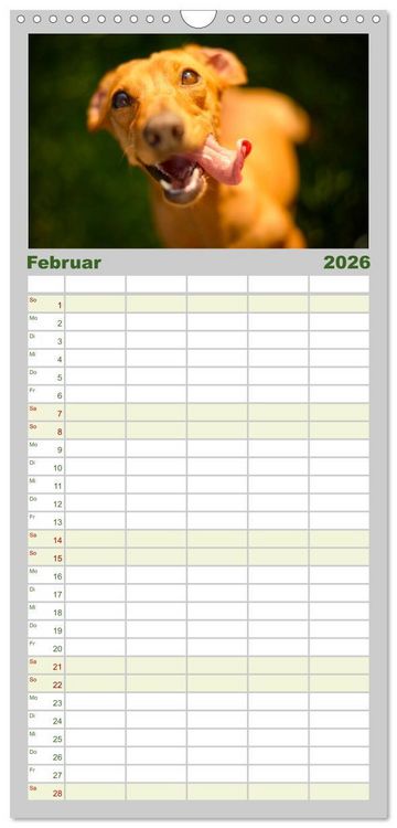 Produktbild: Familienplaner 2026 - Dackelblicke - Lassen Herzen erw&auml;rmen. mit 5 Spalten (Wandkalender, 21 x 45 cm) CALVENDO