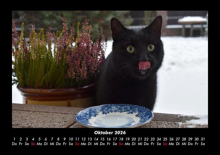 Produktbild: F&uuml;r Katzenfreunde 2026 Fotokalender DIN A3