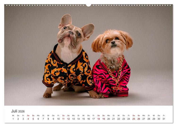 Produktbild: Die Bulldogge Henry (Wandkalender 2026 DIN A2 quer), CALVENDO Monatskalender