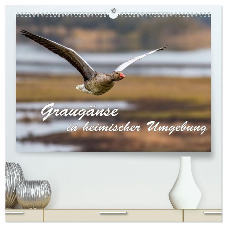 Produktbild: Graug&auml;nse in heimischer Umgebung (hochwertiger Premium Wandkalender 2026 DIN A2 quer), Kunstdruck in Hochglanz