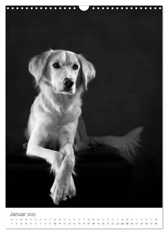 Produktbild: Fine Art Hundeportraits (Wandkalender 2026 DIN A3 hoch), CALVENDO Monatskalender