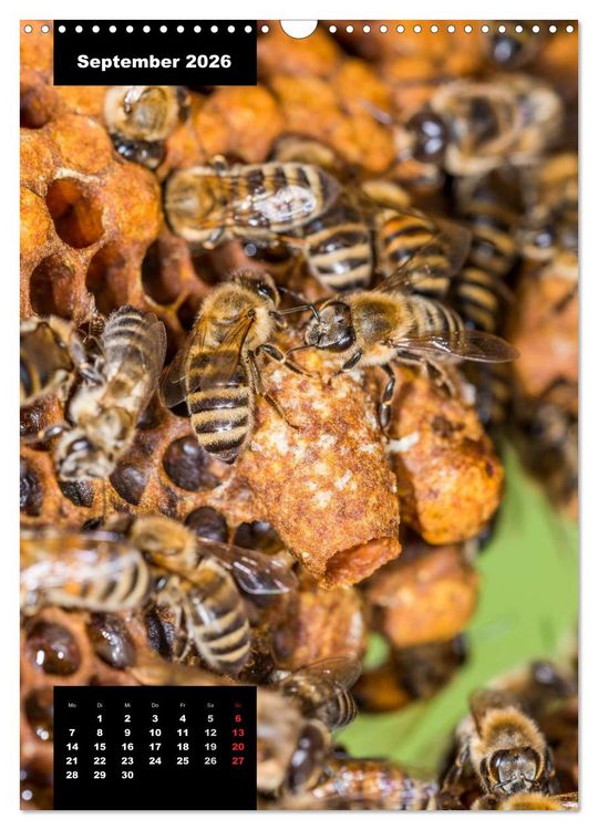 Produktbild: Bienen in ihrem geheimen Reich (Wandkalender 2026 DIN A3 hoch), CALVENDO Monatskalender