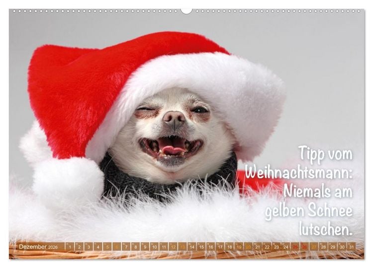 Produktbild: Chihuahua: Kleine Hunde, aber oho (hochwertiger Premium Wandkalender 2026 DIN A2 quer), Kunstdruck in Hochglanz