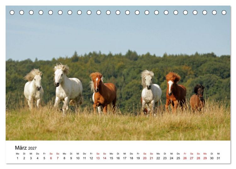 Produktbild: Islandpferde - Hufschlag aus Feuer und Eis (Tischkalender 2027 DIN A5 quer), CALVENDO Monatskalender