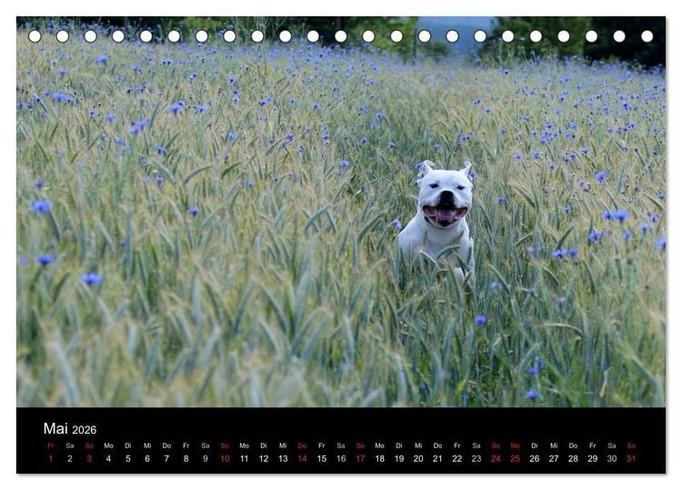 Produktbild: American Bulldog - stolz, loyal, einzigartig (Tischkalender 2026 DIN A5 quer), CALVENDO Monatskalender