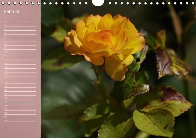 Produktbild: Zarte Sch&ouml;nheiten - Rosen (Wandkalender immerw&auml;hrend DIN A4 quer)